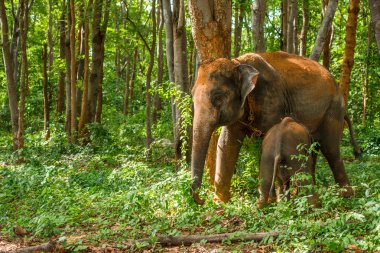 Fil ve onun buzağı