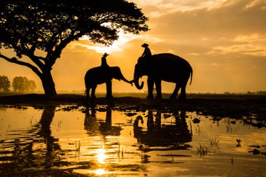 Filler üzerinde çalışma