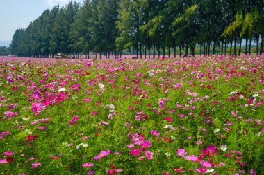 Cosmos çiçek çiftlik