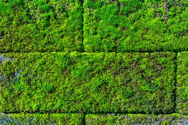 Moos über Ziegelmauer — Stockfoto