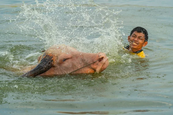 Lopburi, Tayland - Ocak 2019: Taşralı çocuk Lopburi, Tayland kırsalında bataklıkta bufalo yıkıyor