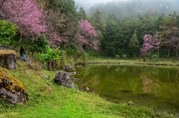 野生喜马拉雅山樱桃 — 图库照片