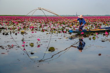 Lotus bataklıkta Balık tutma