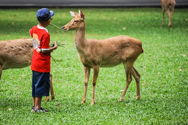 Un ragazzo con un cervo — Foto Stock