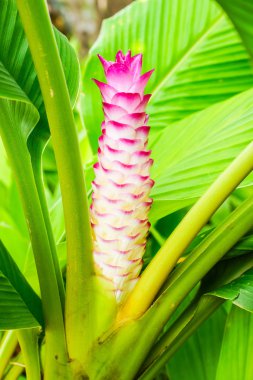 Siyam lale çiçeği