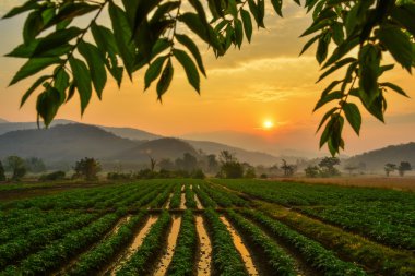 Kırsal sebze çiftliği