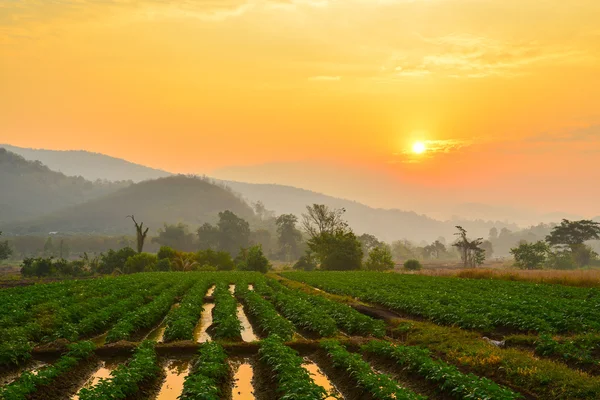 Landelijke plantaardige boerderij — Stockfoto