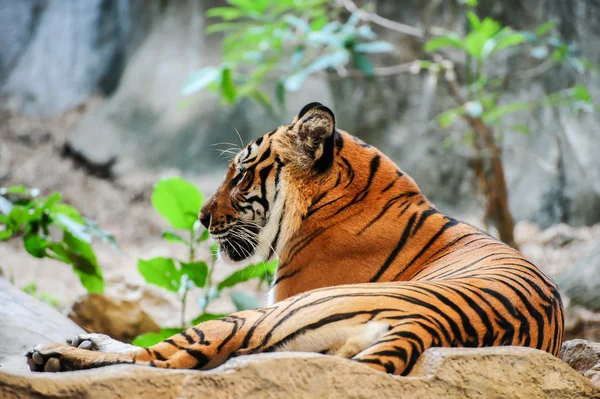 Kłamliwy w dół Tygrys — Zdjęcie stockowe
