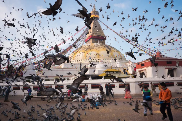 Güvercinler Boudhanath Stupa çevresinde
