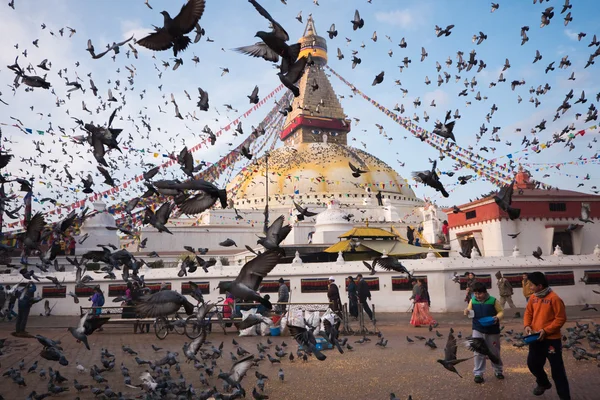 Holubi kolem Boudhanath Stupa — Stock fotografie