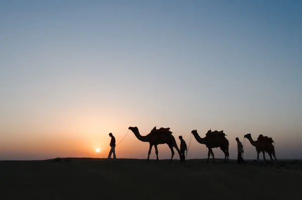 Silhouette Kamele in der Wüste — Stockfoto