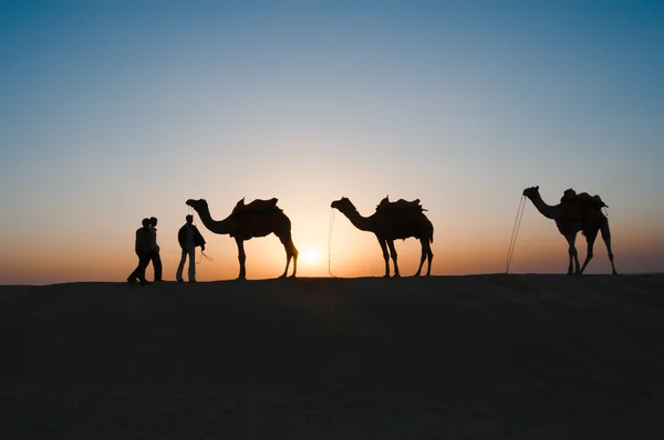 Siluet deve Thar Çölü'nde
