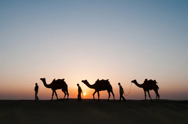 Silhouette chameaux dans le désert de Thar — Photo