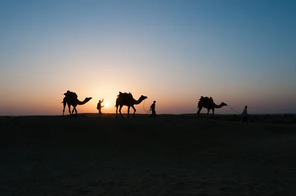剪影骆驼在沙漠中 — 图库照片