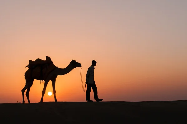 Silhouette kamel i Thar öknen — Stockfoto