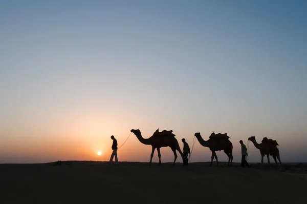 Silhouette Kamele in der Wüste Stockbild