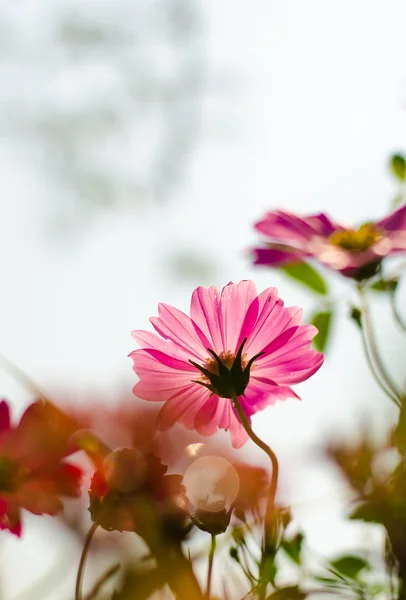 Güzel çiçek — Stok fotoğraf