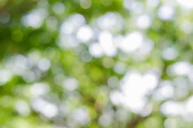 Bokeh (odak dışı)