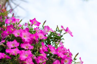 Bahçedeki çiçek..