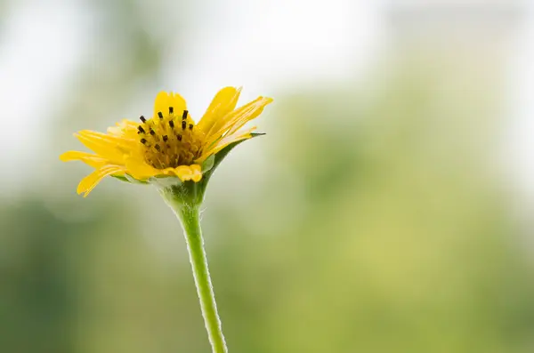 Gele bloem-01 — Stockfoto