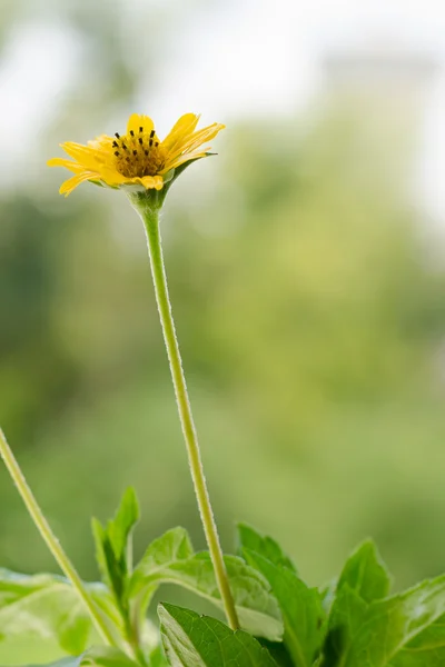 Gele bloem-02 — Stockfoto