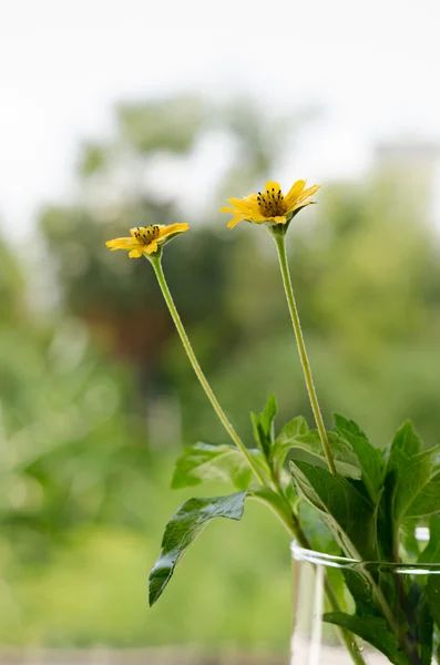 Gele bloem-03 — Stockfoto