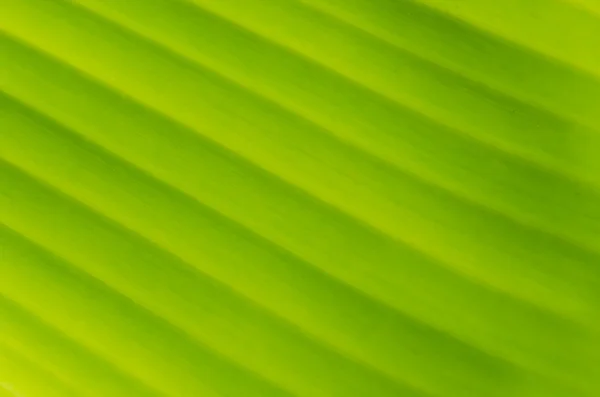 Banana Leaf-16 — Stok Foto