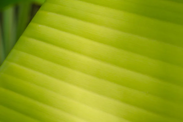 Banana Leaf-20 — Stock Photo, Image