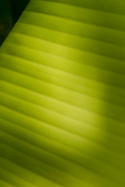 Banana Leaf-19 — Stockfoto