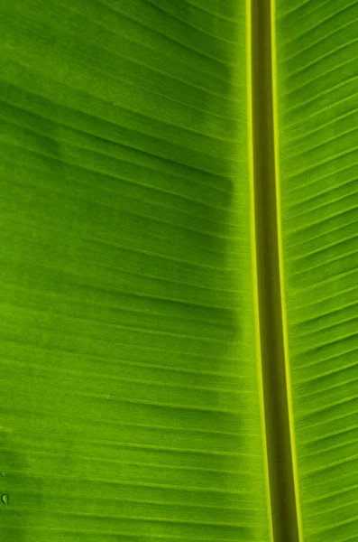 Banana Leaf-21 — Stockfoto