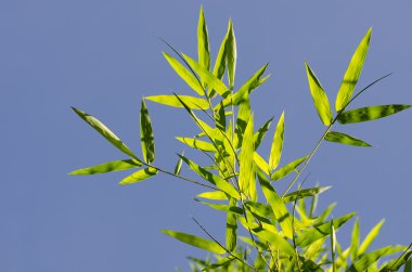 arka plan bambu yaprakları