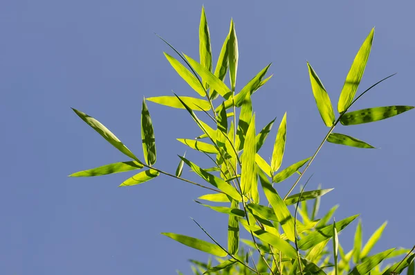 Fundo folhas de bambu — Fotografia de Stock