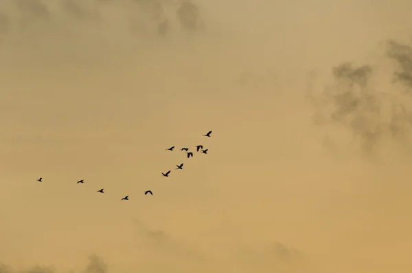 Migrazione degli uccelli — Foto Stock