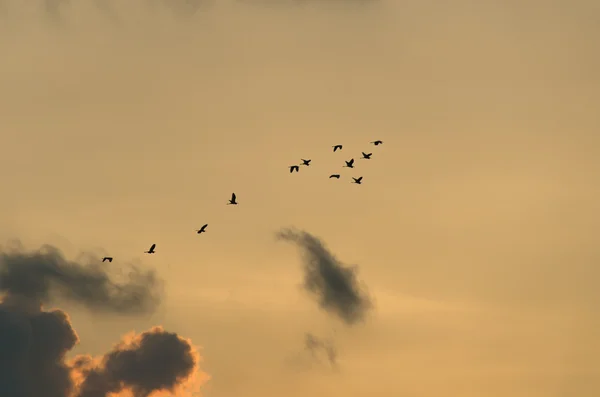Миграция птиц — стоковое фото
