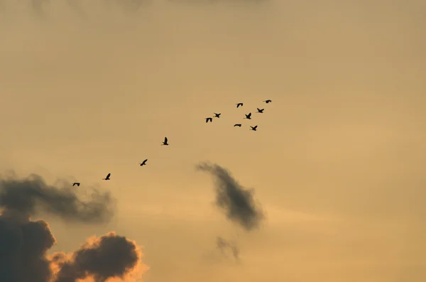 Migração de aves — Fotografia de Stock