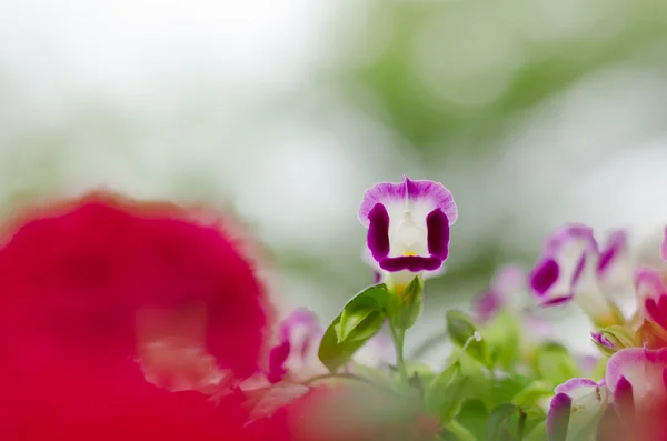 花园里的花. — 图库照片