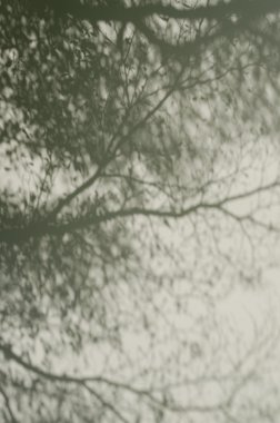 Ağaç gölgeleri duvardaki.