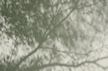 Ağaç gölgeleri duvardaki.