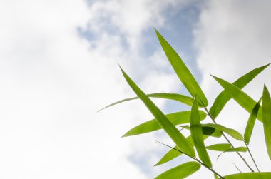 arka plan bambu yaprakları