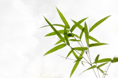 arka plan bambu yaprakları