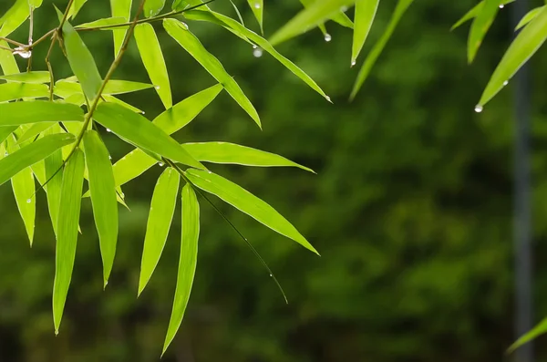Bambus hinterlässt Hintergrund — Stockfoto