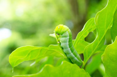 Kelebek larva.