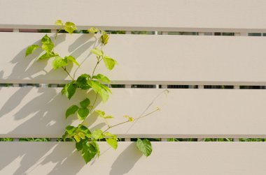 Yukarı tırmanma Ivy.