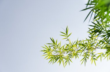 arka plan bambu yaprakları.