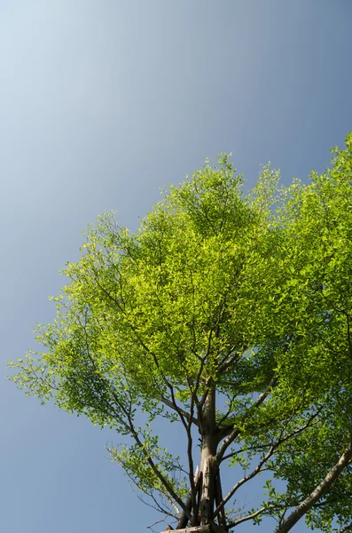 El árbol verde . —  Fotos de Stock