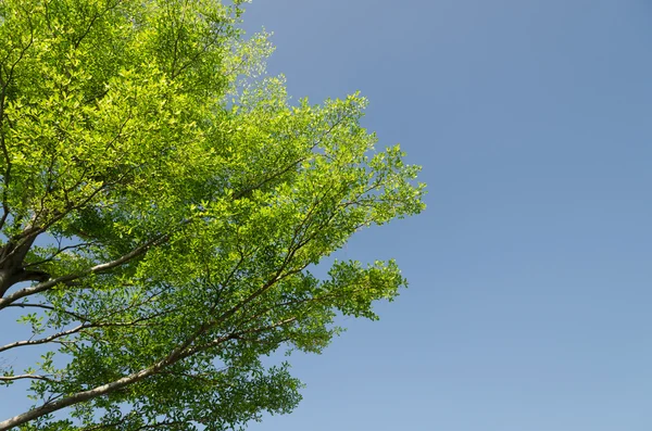 El árbol verde . —  Fotos de Stock