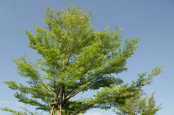 L'albero verde . — Foto Stock