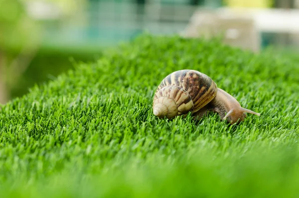 The journey of snail. — Stock Photo, Image