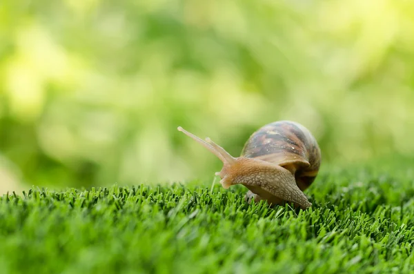 Resan av snigel. — Stockfoto