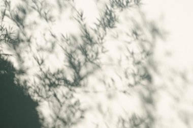 Gölgelerin içinden bambu ağacı.